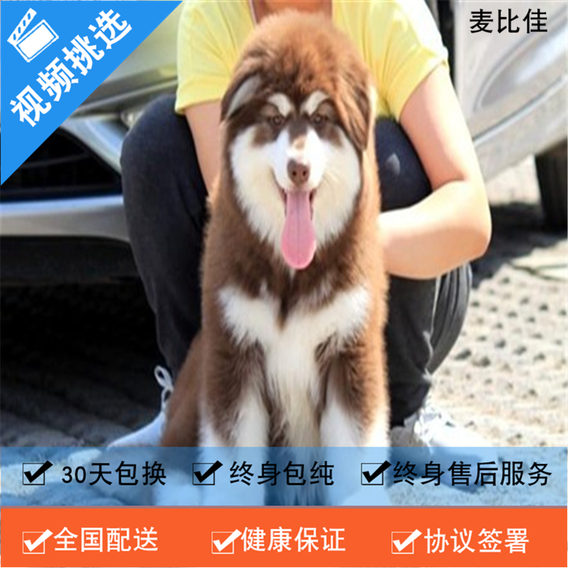 麦比佳 纯种巨型阿拉斯加幼犬活体宠物 熊版十字脸阿拉斯加雪橇犬 双血统烟灰色桃脸阿拉斯加幼崽 巨大型雪橇犬阿拉斯加犬幼犬高清大图
