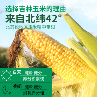 农得客新鲜水果玉米杂粮非转基因无添加200g*8根