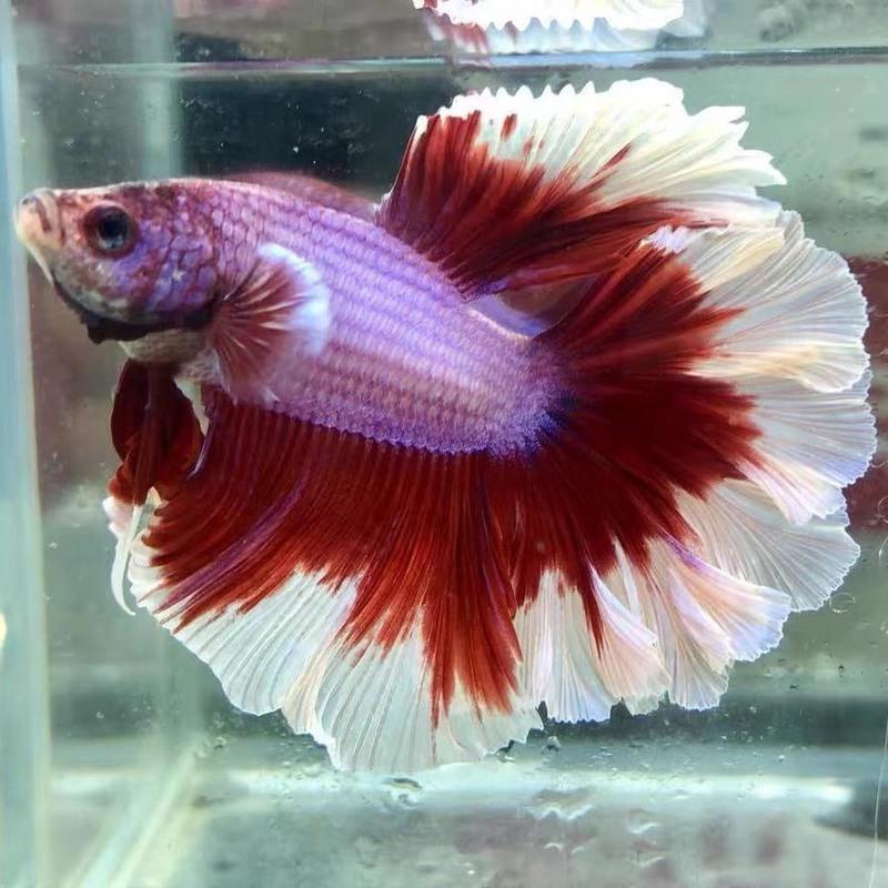 泰国斗鱼观赏鱼好养马尾狮王半月母斗鱼清道鱼夫热带鱼活体宠物鱼