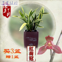 绿植特价兰花国兰墨兰红荷冠红花花卉绿植盆栽凤凰金福冠买三盆送一盆红荷冠2苗裸根连体买三盆送一盆裸根不带土