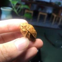 桃核雕蝉一鸣惊人 桃核雕蝉一鸣惊人