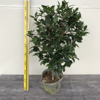 抓破美人脸茶花4年苗带蓬头带分叉叶多（当年开花）四季茶耐寒花苗山茶花盆栽