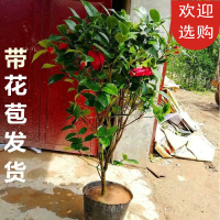 回固茶花品种一树多色五色赤丹茶花十八学士茶花盆栽名贵大红抖音 紫色光辉5年苗 不含盆
