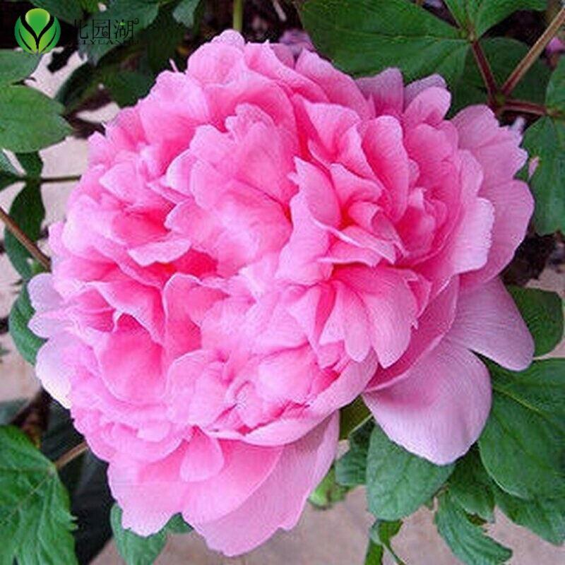 北园湖园艺用品庭院绿化苗木花种子牡丹花种子阳台盆栽花卉种子 价格图片品牌报价 苏宁易购北园湖园艺旗舰店
