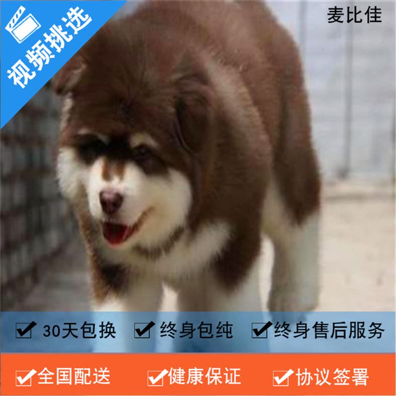 麦比佳 纯种巨型阿拉斯加幼犬活体宠物 熊版十字脸阿拉斯加雪橇犬 双血统烟灰色桃脸阿拉斯加幼崽 巨大型雪橇犬阿拉斯加犬2图片