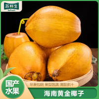 [苏鲜生]海南黄金椰子 热带老椰子 8个装 整箱 热带特产 清甜多汁