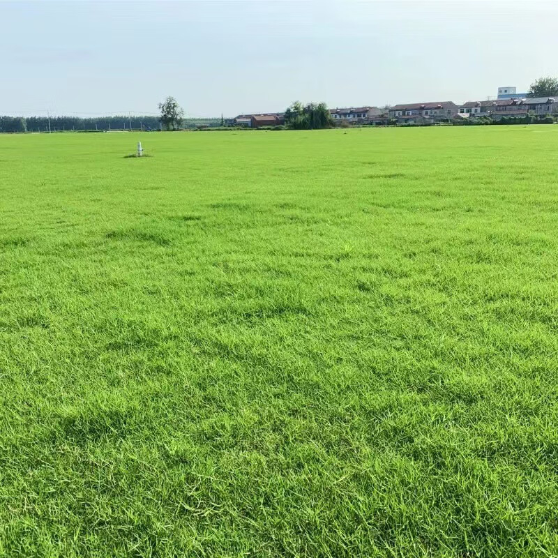 脱壳包衣四季青狗牙根草籽脱壳包衣[1公斤装]高清大图