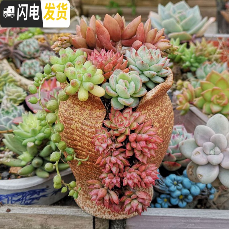 三维工匠复古创意个性多肉悬崖老桩高花盆缺口造型控型盆陶瓷绿植老庄花器 浅蓝创意盆不含花 中等花盆容器高清大图