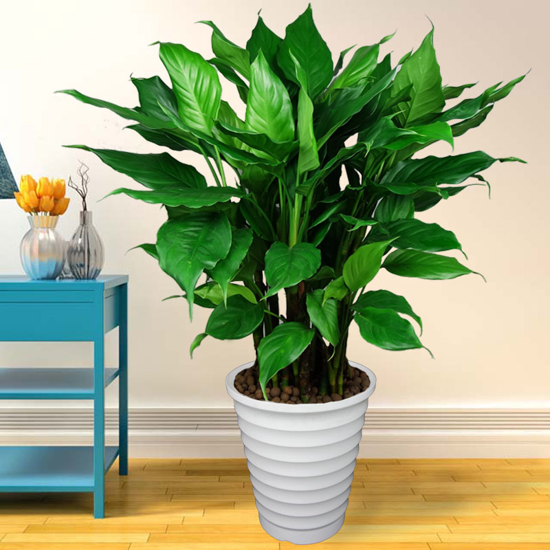 不含盆 万年青绿植盆栽常青植物室内大型家庭花卉客厅绿植