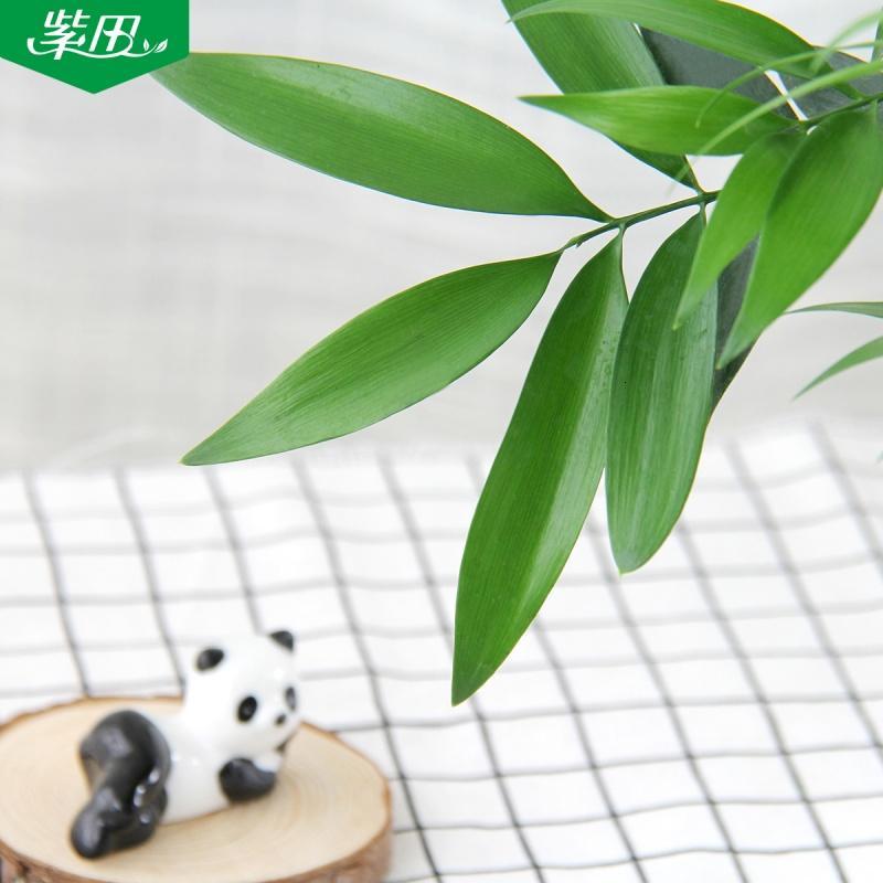 绿植长寿竹小型盆栽植物懒人自吸盆办公室内桌面绿色竹柏盆景