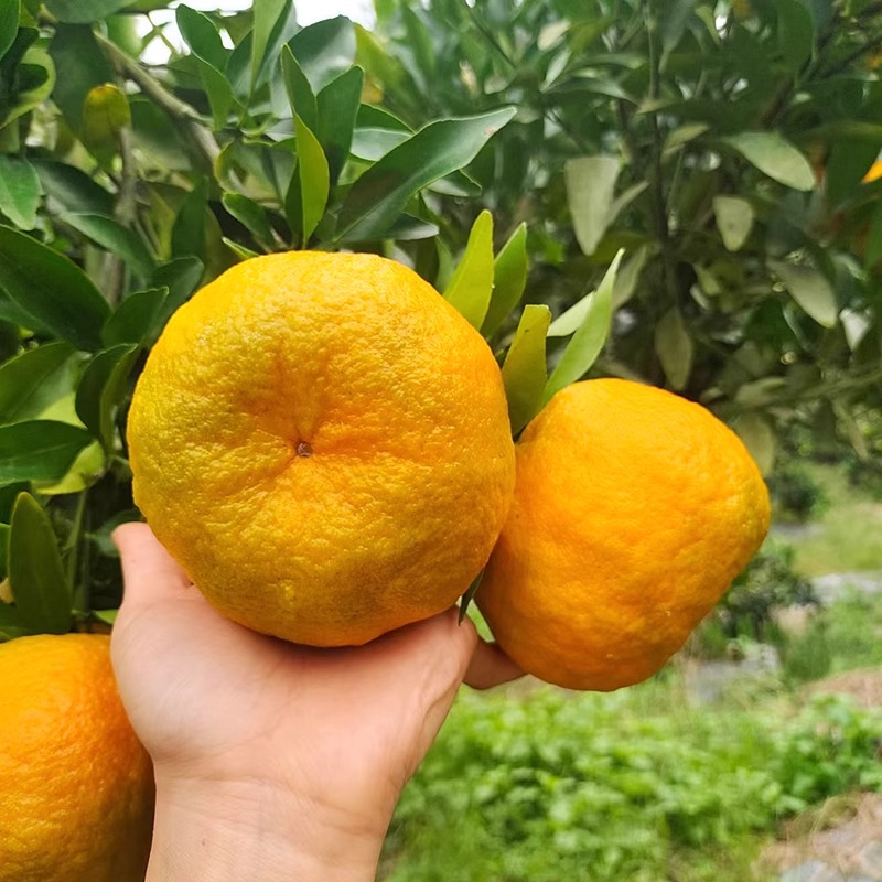 [西沛生鲜]新鲜椪柑 净重9斤 芦柑子新鲜水果当季椪柑现发整箱柑橘酸甜鲜果橘子高清大图