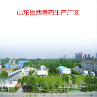 山东鲁西兽药厂家直销 养殖兽用磺胺氯吡嗪钠可溶性粉30% 鸡禽兔用药磺胺类治疗禽球虫病、球虫爆发期