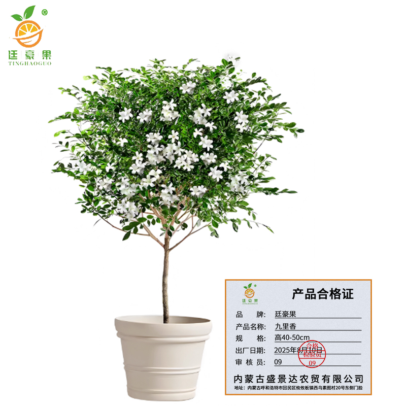 廷豪果 九里香 高40-50cm /棵高清大图