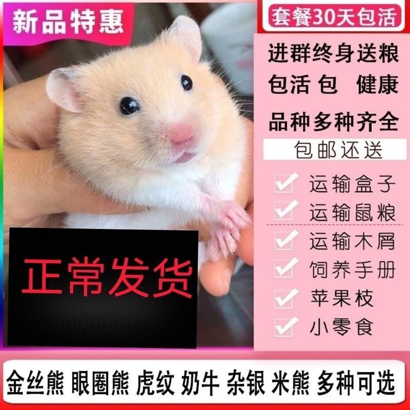 仓鼠自家养殖鼠珍珠熊金丝熊奶[自家养殖最长 寿命4年] 9块活动粮_ 公