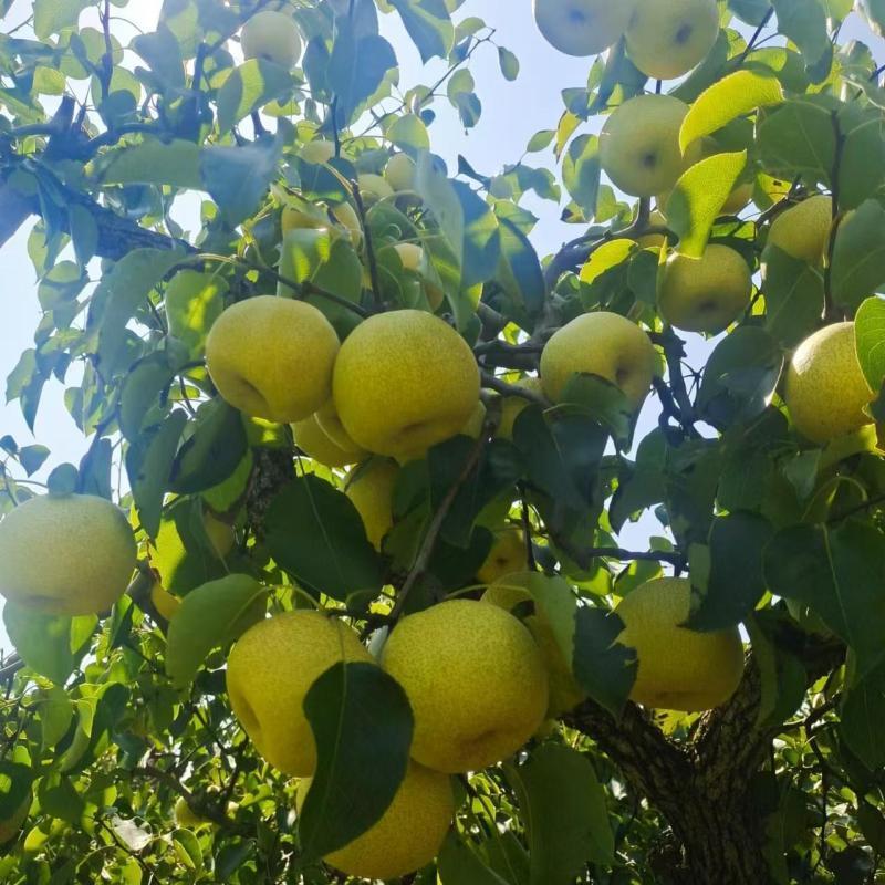 [西沛生鲜]新鲜云南雪花梨 9斤 大果 单果200g+ 应当季整箱翠冠梨香酥雪梨青皮皇冠