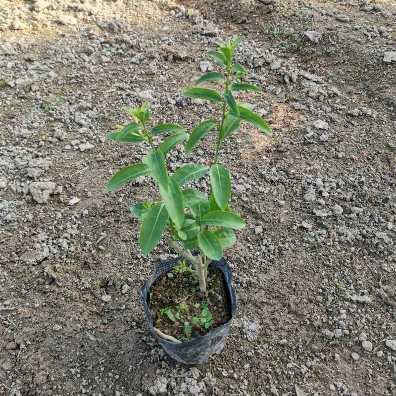 夜来香花树苗九里香夜来香盆栽花卉植物室内驱蚊花苗浓香当年开花苗高cm 1颗 不含盆报价 参数 图片 视频 怎么样 问答 苏宁易购