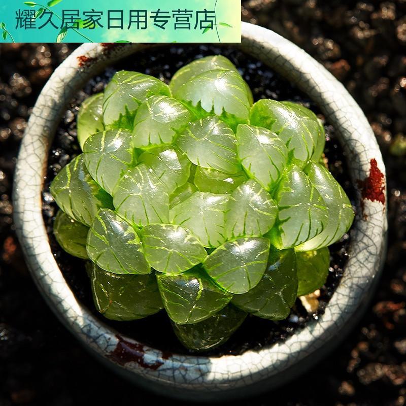 美诺花园 姬玉露 十二卷多肉植物防辐射肉肉植物绿植花卉盆栽 多