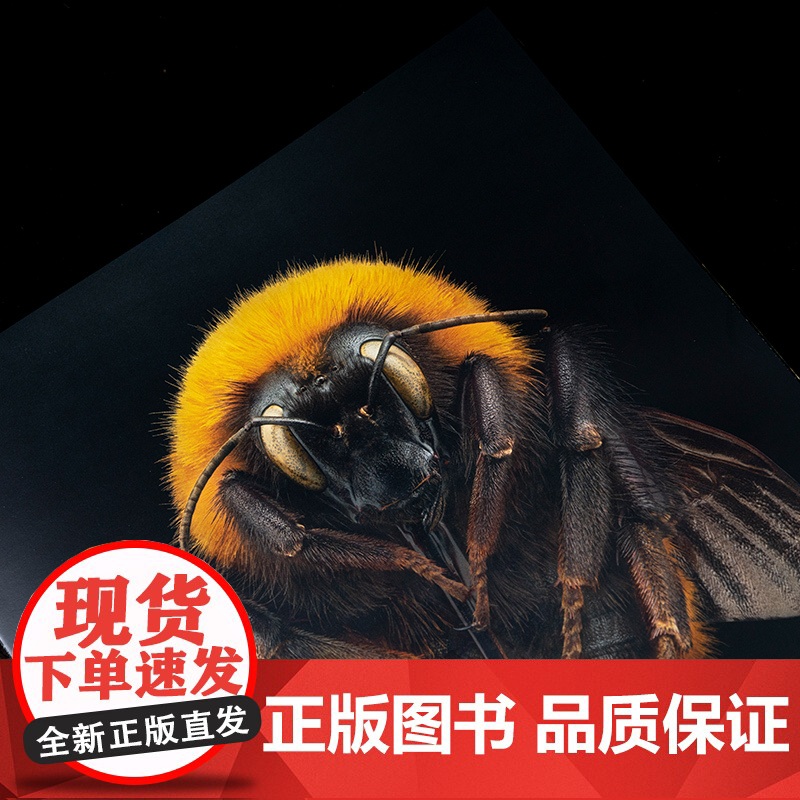 昆虫的艺术 当代微距摄影画册 中国国家地理 “无穷小亮”张辰亮倾情审订高清大图