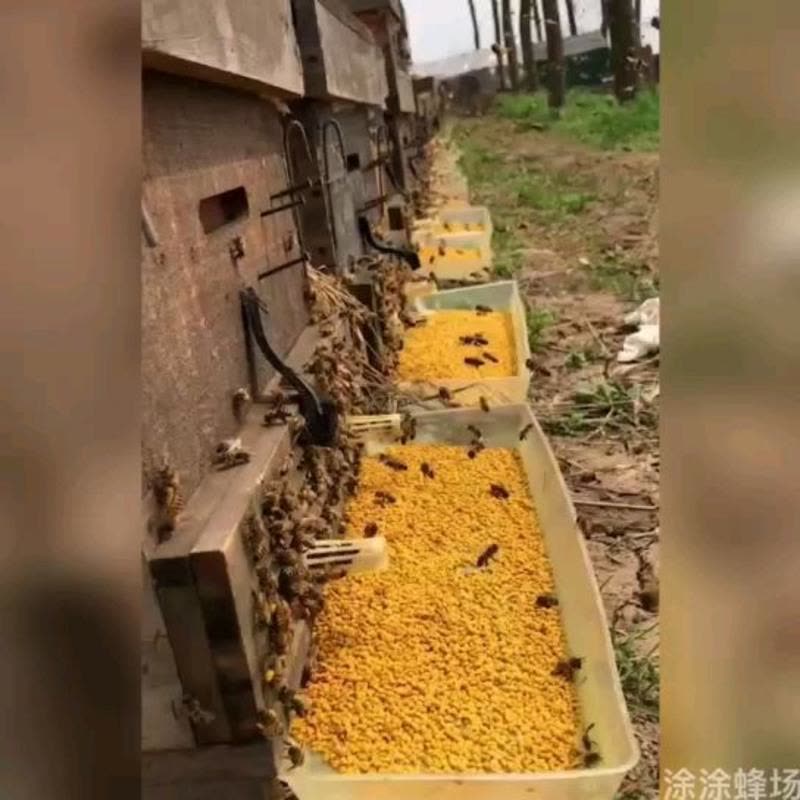 花粉养蜂中蜂油菜杂粉蜜蜂饲料密蜂粮养蜜蜂喂蜂蜂粮蜜蜂饲料 油菜花粉末一斤装【试用装无赠品优惠】图片