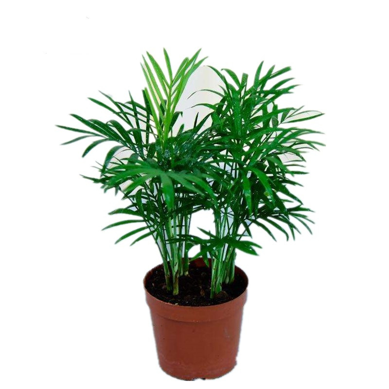 20cm原盆原土室内大型绿植散尾葵盆栽散尾葵凤尾竹袖珍椰子植物真花四