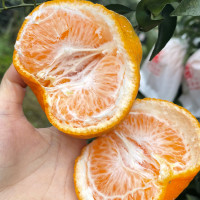 纯鲜嘉 四川春见耙耙柑 净重8.8-9斤大果精选 毛重9斤以上【套袋果款】新鲜水果橘子蜜桔子当季粑粑柑橘