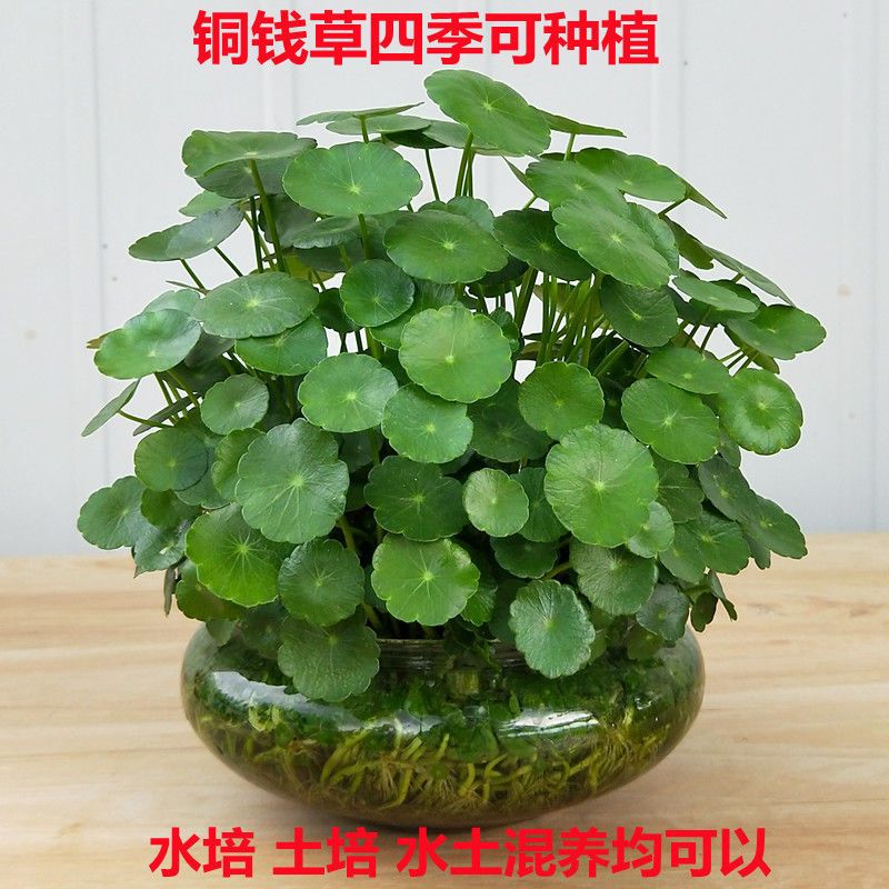 铜钱草室内盆栽花卉绿植套餐盆景金钱草绿萝吊兰水养花卉水培植物报价 参数 图片 视频 怎么样 问答 苏宁易购