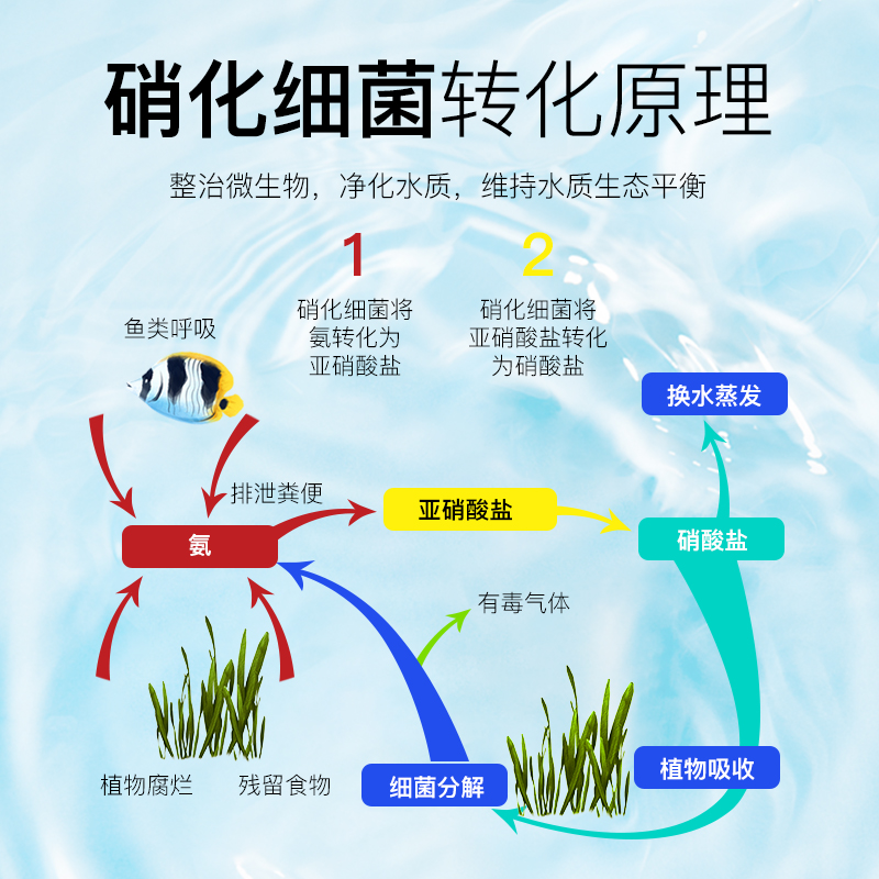 硝化细菌鱼缸水质稳定剂净水剂硝化菌菌养鱼鱼药水族净化高清大图