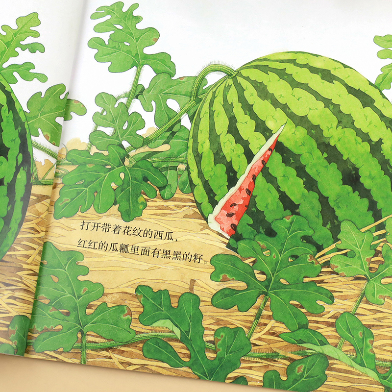 [全套14册]儿童科普绘本系列1+2 [正版]植物是如何生长的+认识球类运动全套2册 儿童科普绘本3到6岁故事书幼儿园大高清大图