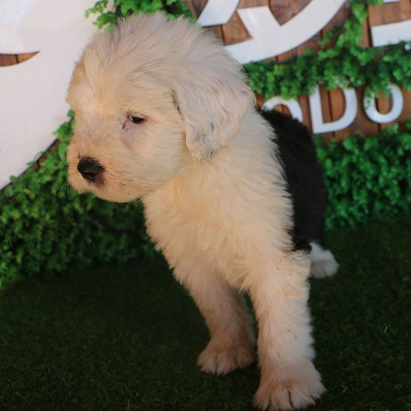 多多名宠 古牧犬幼犬 古代牧羊犬 宠物狗狗纯种古牧幼犬 大型犬 幼崽图片