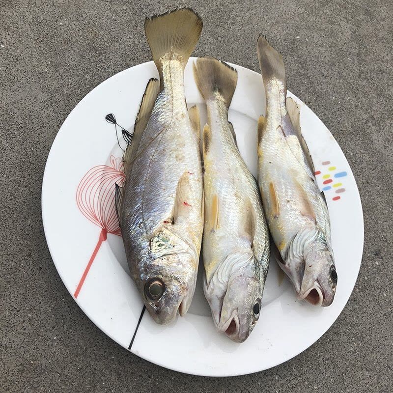 沈志雄船长 东山岛海捕海鲜海钓白姑鱼鲜活速冻像黄花鱼 5-6条/袋 共1000g图片