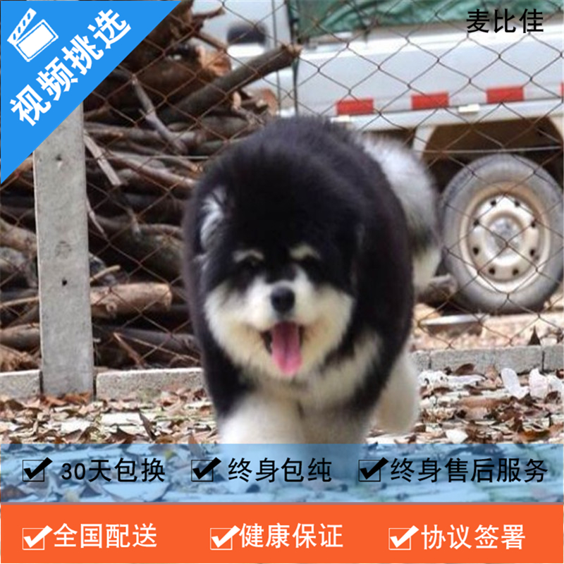 麦比佳 纯种巨型阿拉斯加幼犬活体宠物 熊版十字脸阿拉斯加雪橇犬 双血统烟灰色桃脸阿拉斯加幼崽 巨大型雪橇犬终身包纯种AA高清大图