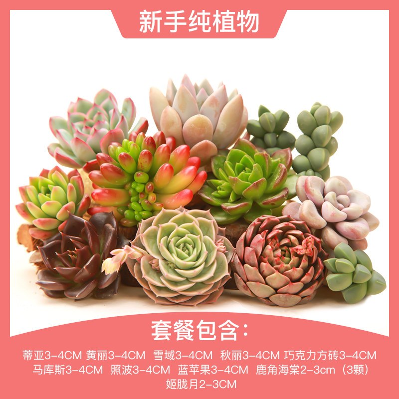 滴畅清洁工具多肉植物组合套餐新手肉肉植物多肉花卉老桩盆栽肉肉花盆买3免1 价格图片品牌报价 苏宁易购滴畅居家日用旗舰店