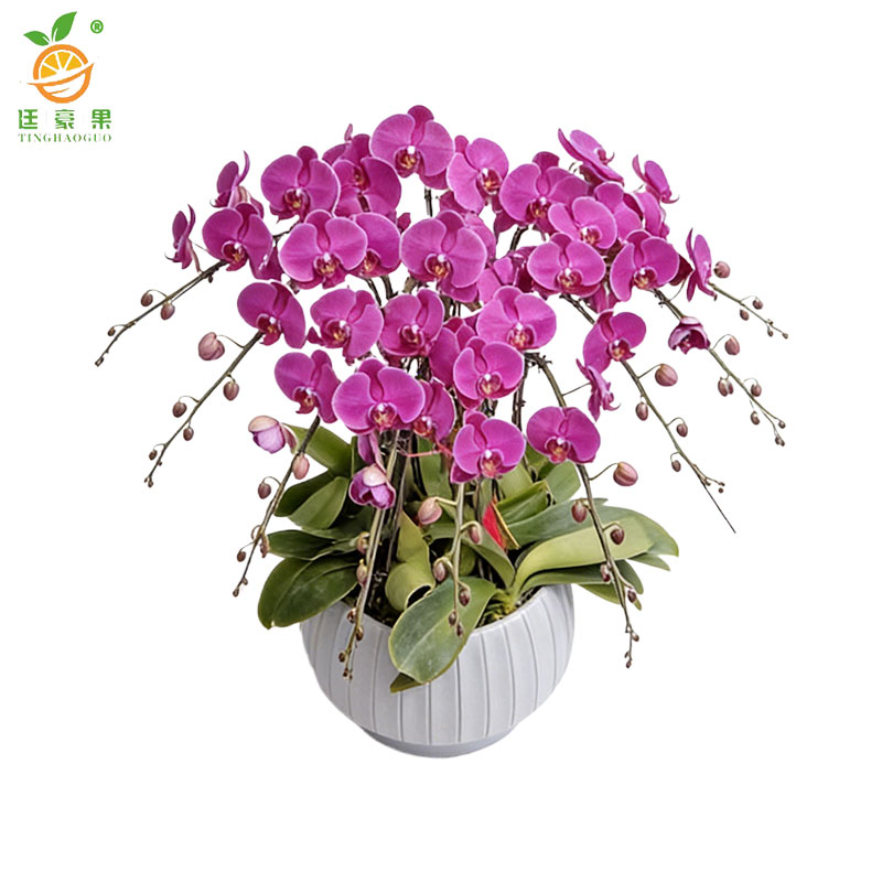 廷豪果 蝴蝶兰盆栽 高1m左右 盆高清大图