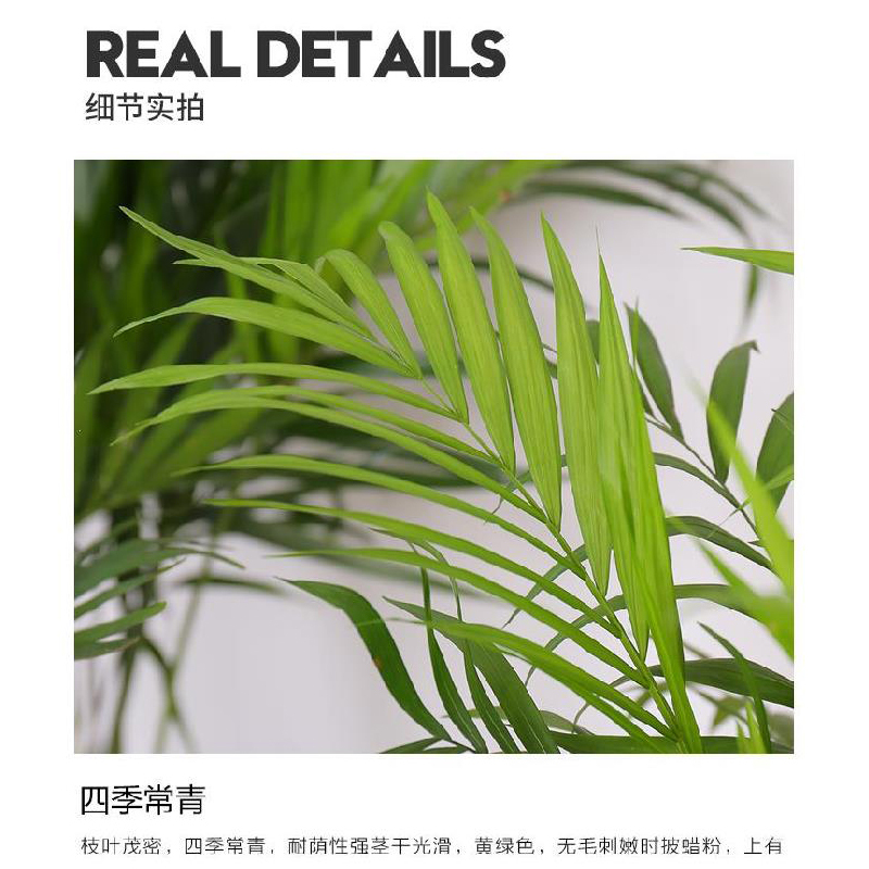 大型植物落地式庭院大号室内盆栽袖珍椰子办公室盆栽大卧室小植物耐旱居家