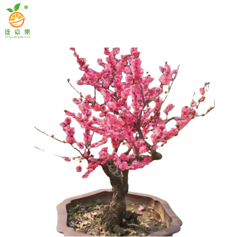 廷豪果 桃树(观赏桃) 1.8-2.0米 /棵高清大图