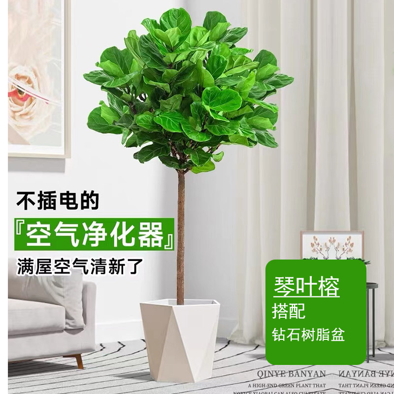 琴叶榕(1.4-1.5M)搭配简约白瓷盆高清大图