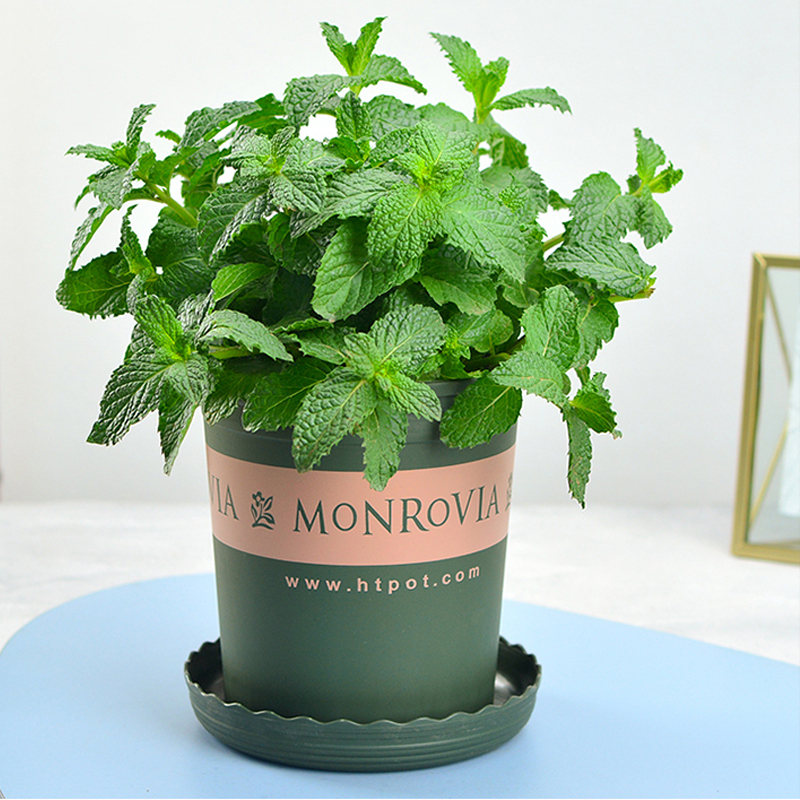 薄荷盆栽室内可食用植物清新绿植四季好养视频