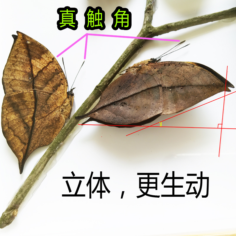 杏色 其他长方形尺寸 独立 蝴蝶标本相框枯叶蛱蝶挂件摆件生日礼物装饰画蝴蝶标本框枯叶蝶
