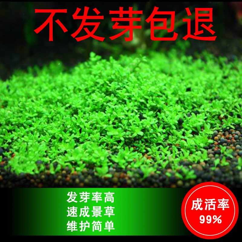 鱼缸水种子淡水懒人水族箱造景缸皮前景种子植物高清大图