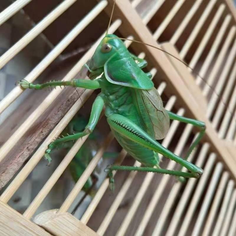 绿蝈蝈1个蝈蝈活体绿蝈蝈天津蓟县野生翠绿蝈蝈包活伤亡退全款