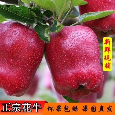天水花牛苹果整箱3/5/10斤粉面刮泥婴儿应季现摘新鲜水果蛇果批发 带箱3斤小果[活动尝鲜装]