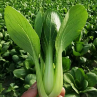 矮脚富士青梗菜种子上海青蔬菜