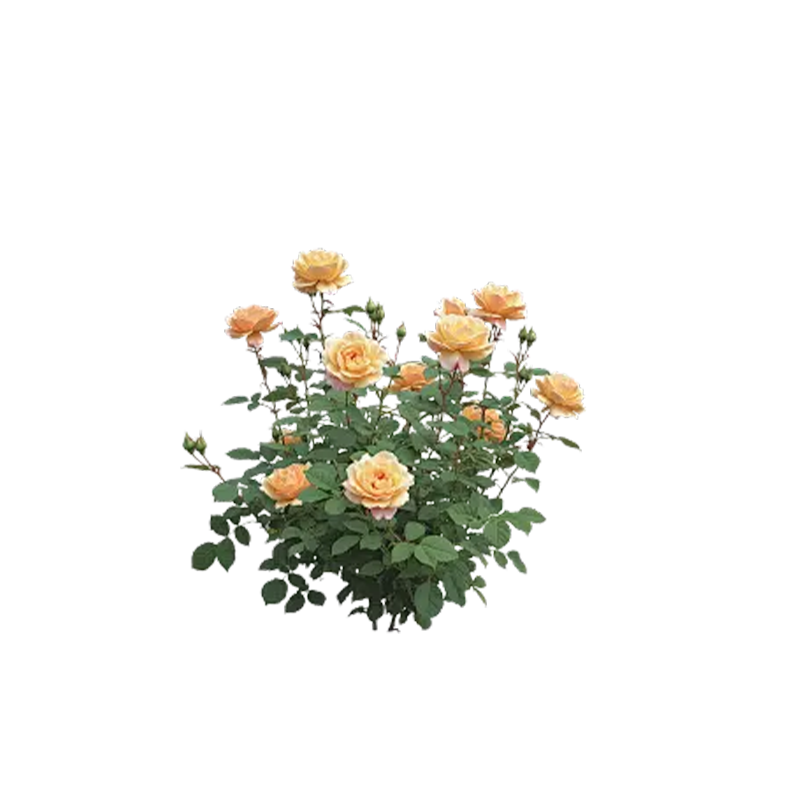 御恒泰四季花4-6叉/棵高清大图