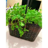 藤条塑料仿真藤条花盆手工编织花盆桶花盆手工花篮藤条批发篮子 1号四股变频压花4017(8毫米)