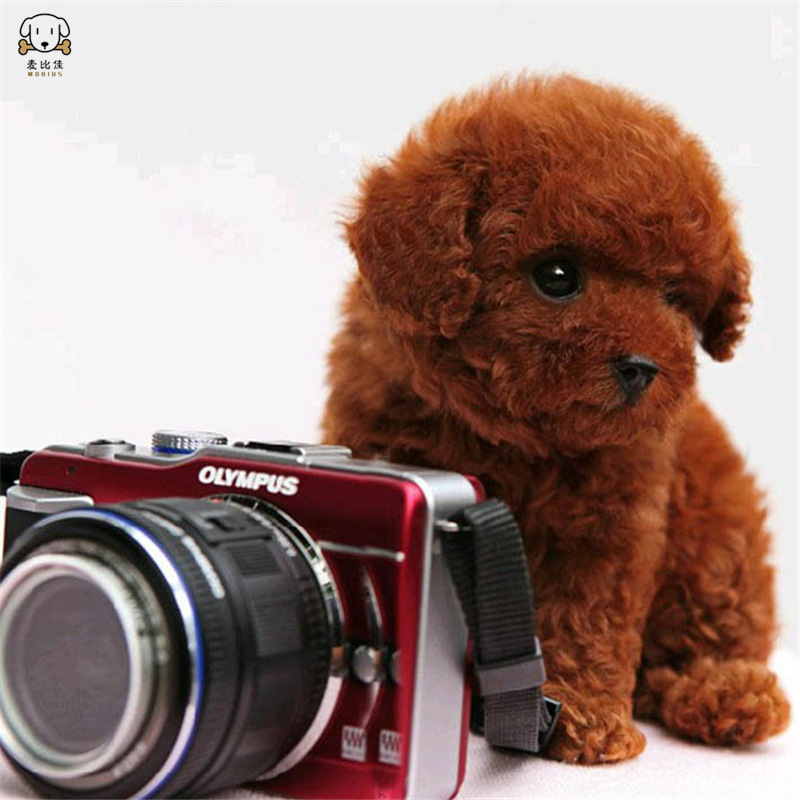 麦比佳 泰迪犬活体狗狗幼犬 纯种血统级长不大卷毛泰迪熊犬玩具型标准型微小体茶杯犬泰迪贵宾富贵狗视频挑选高清大图