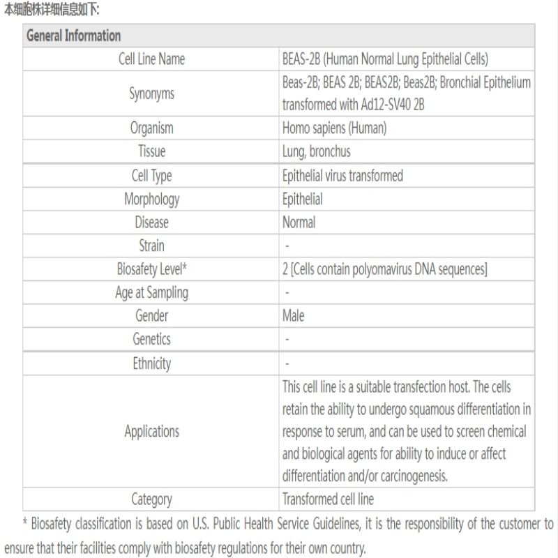 Beyotime/碧云天 C6106 BEAS-2B (人正常肺上皮细胞) 1支/瓶高清大图