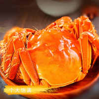 [活蟹]阳澄绿洲大闸蟹 鲜活螃蟹 公蟹4.0两5只 母蟹3.0两5只 礼盒装