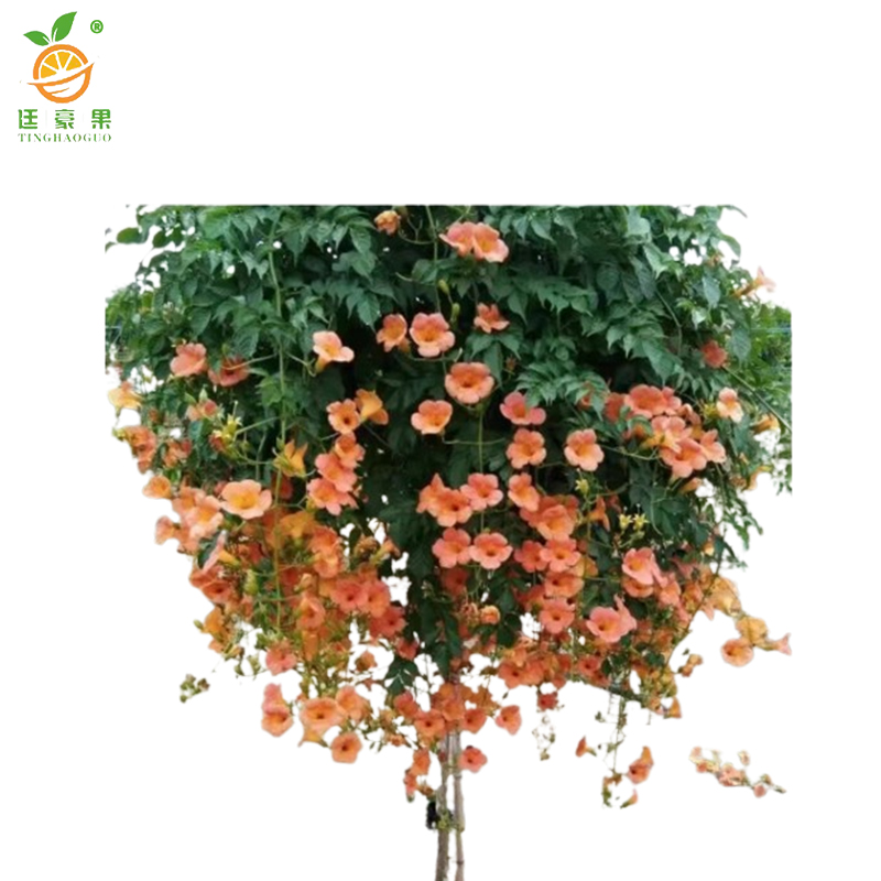 廷豪果 凌霄花 0.5cm /棵高清大图