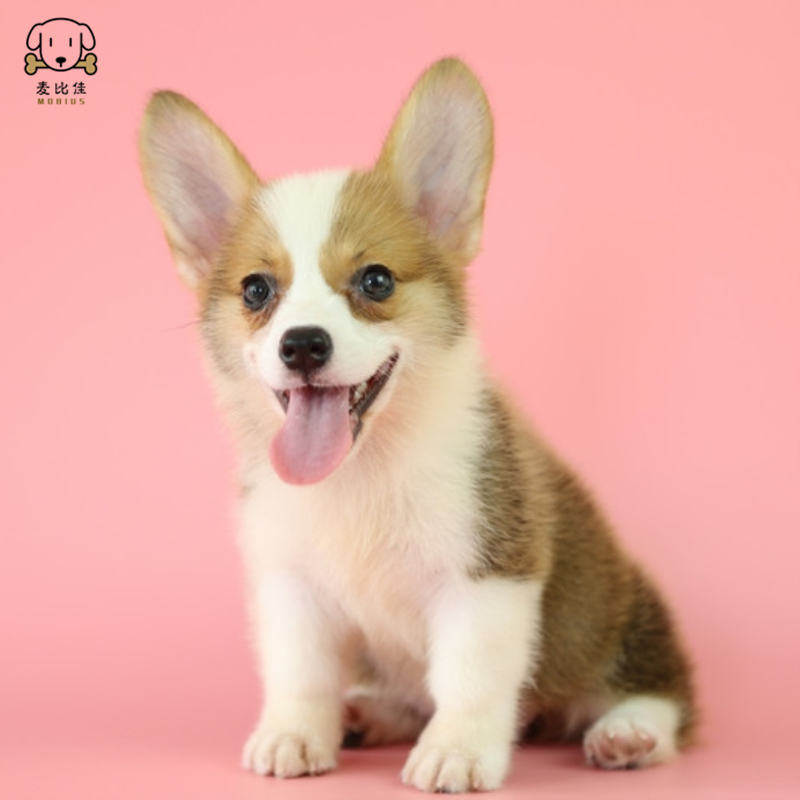 麦比佳柯基犬活体狗狗幼犬纯种双血统级短腿小柯基双色三色公母可选包健康柯基狗小型宠物狗 空运直达视频挑选高清大图