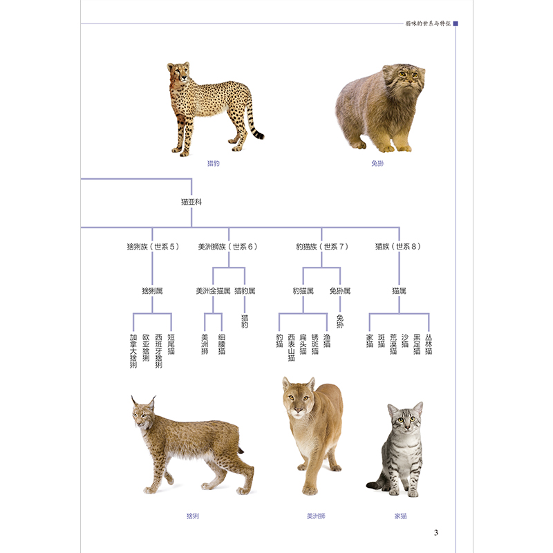 正版新书]猫咪轻图鉴---轻图鉴系列刘锐 主编9787571333522高清大图